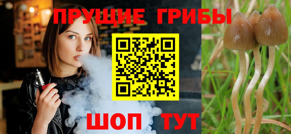 Курган  Псилоцибиновые грибы MAGIC MUSHROOMS  где купить   Галлюциногенные грибы ЛСД  Вход с VPN 